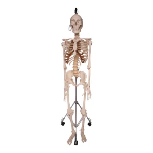 real human bones for sale