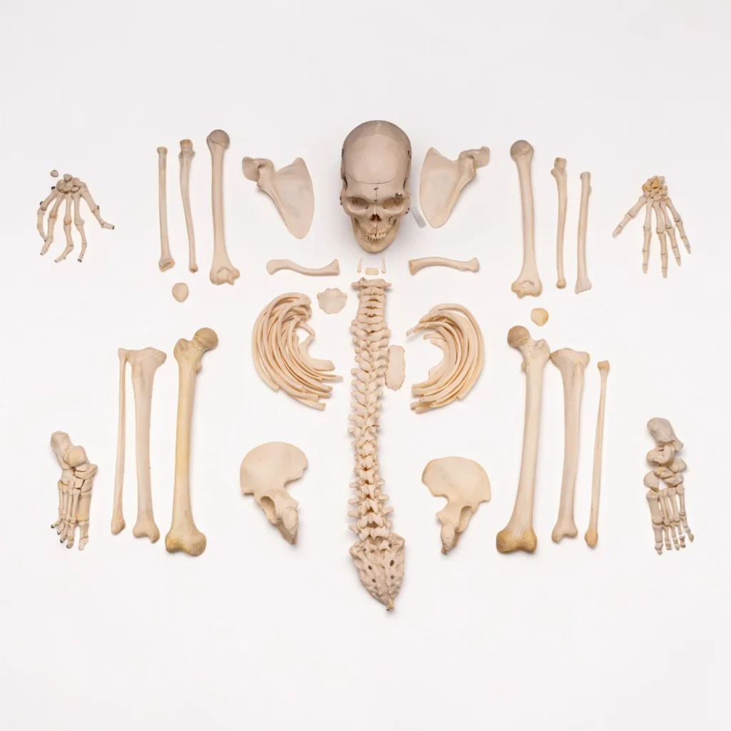 buy human bones