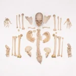 buy human bones