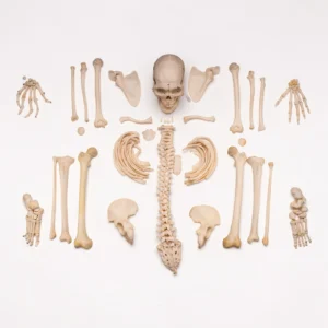 buy human bones