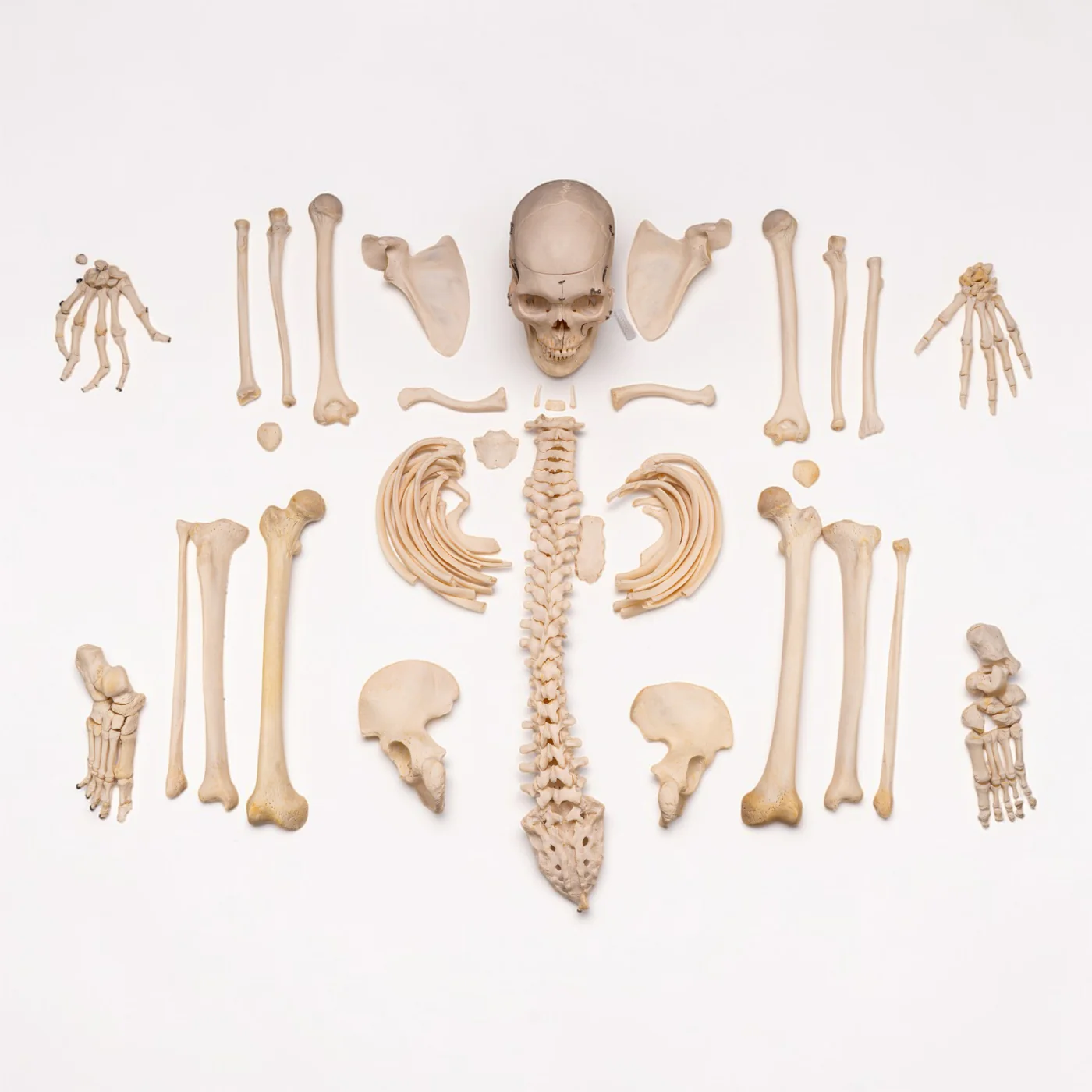 real human skeleton for sale