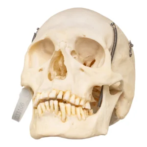 Real Human Skull for Sale