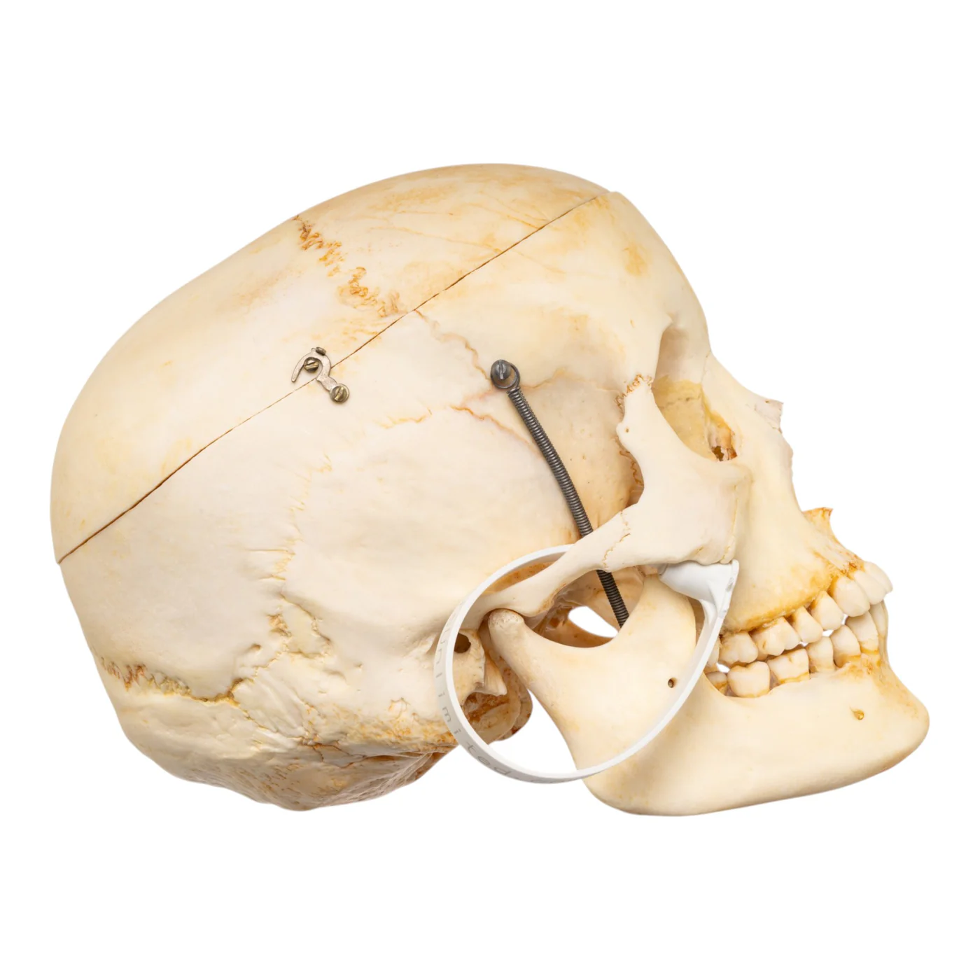 realistic human skull for sale