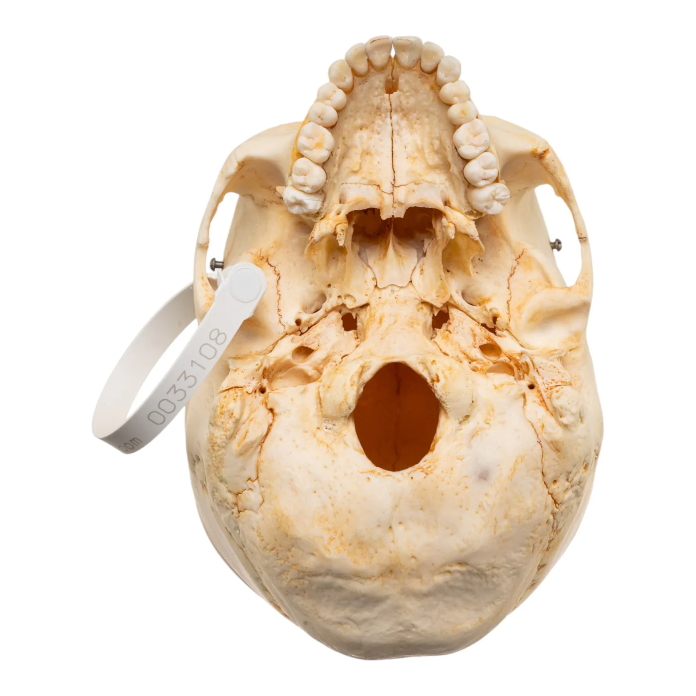 realistic human skull for sale