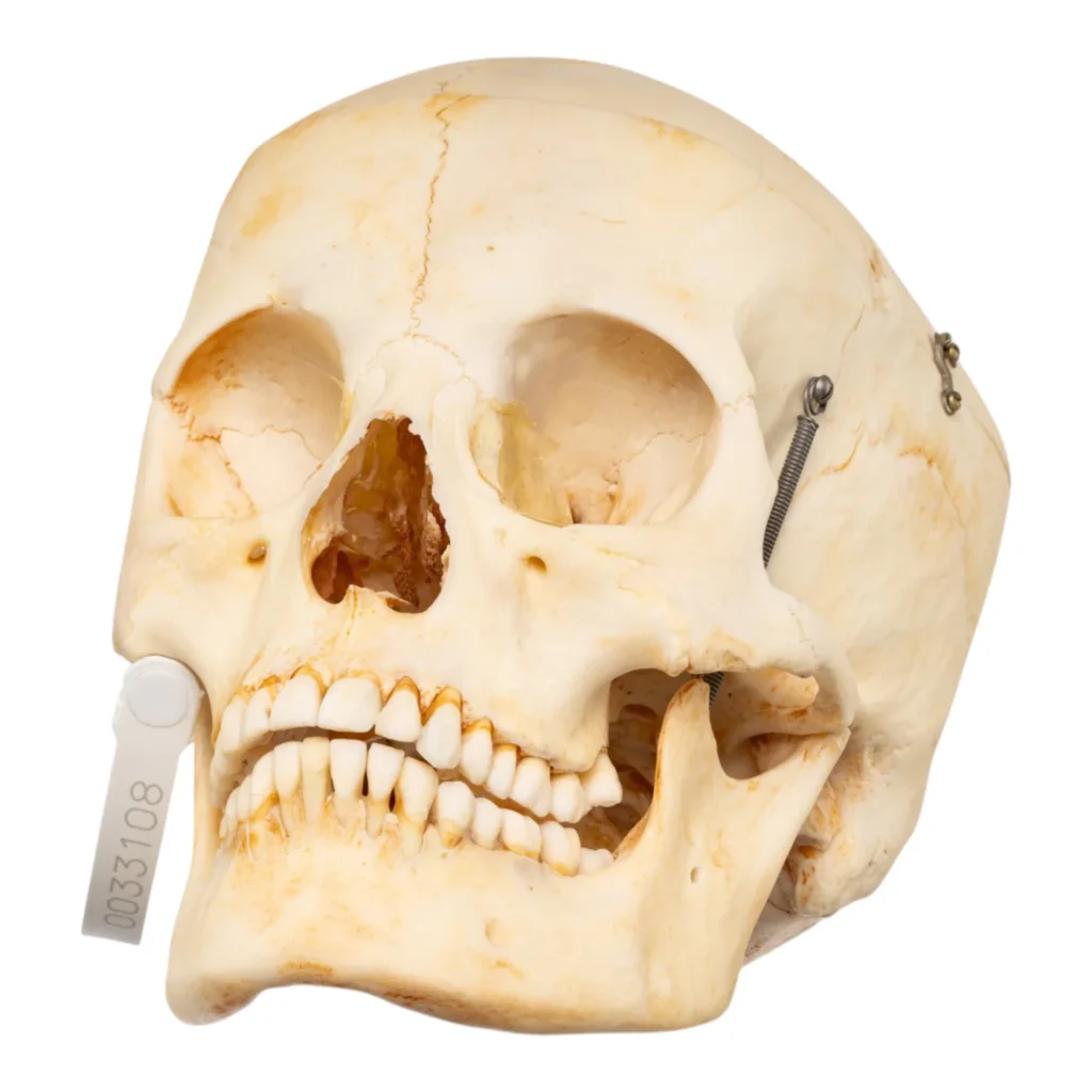 realistic human skull for sale