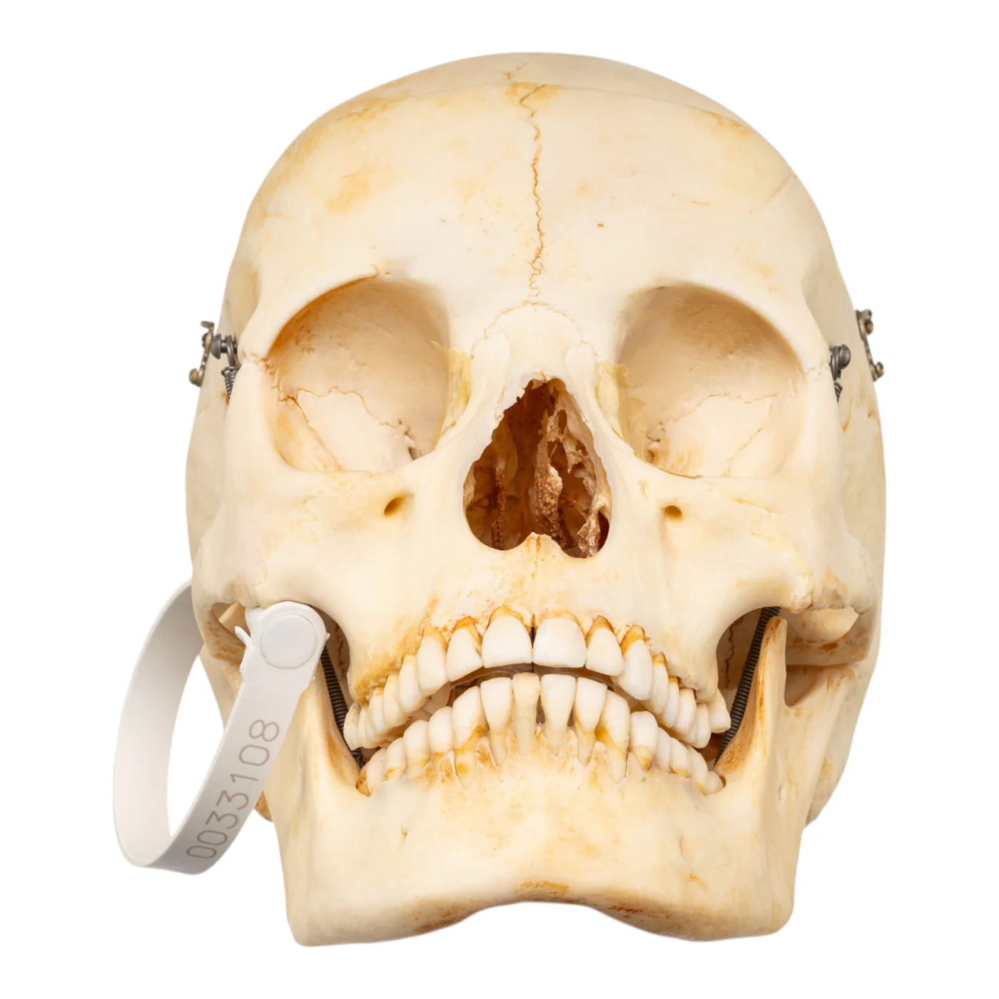 realistic human skull for sale