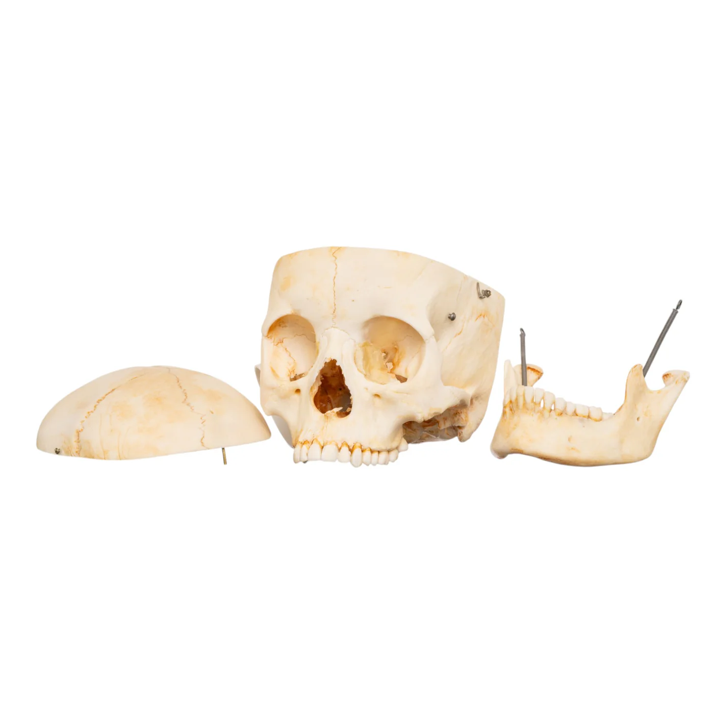 realistic human skull for sale