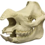 rhino skull for sale