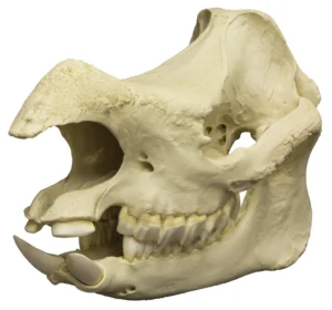 rhino skull for sale