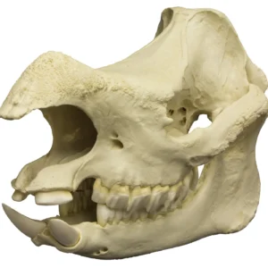 rhino skull for sale