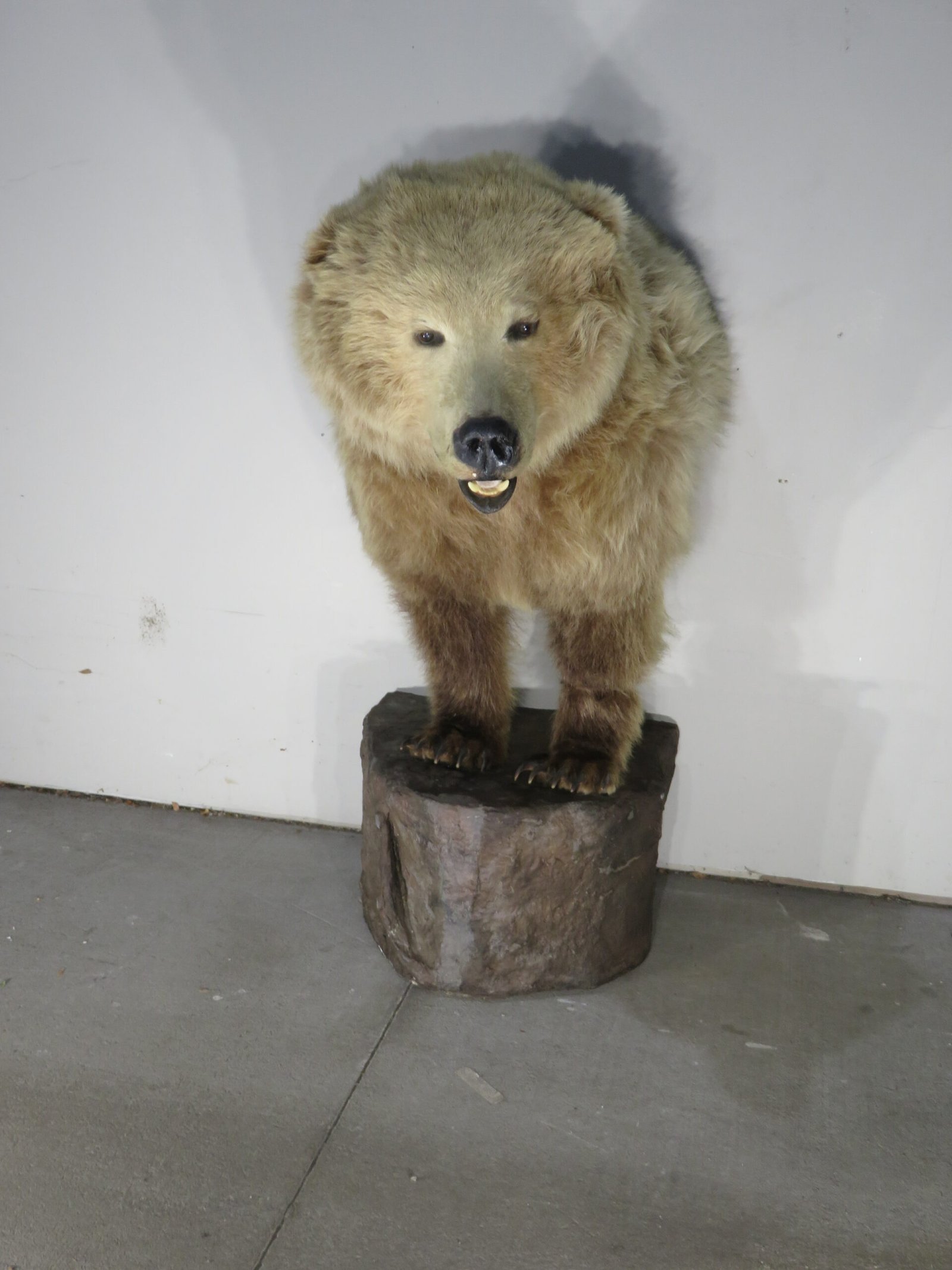 Kodiak Brown Bear Taxidermy Mount (Ursus arctos middendorffi) - Image 2