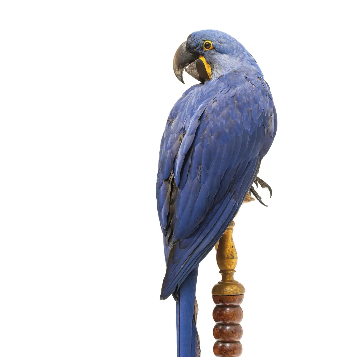 Fine Taxidermy Hyacinth Macaw (Anodorhynchus hyacinthinus) by Sinke & Van Tongeren - Image 2