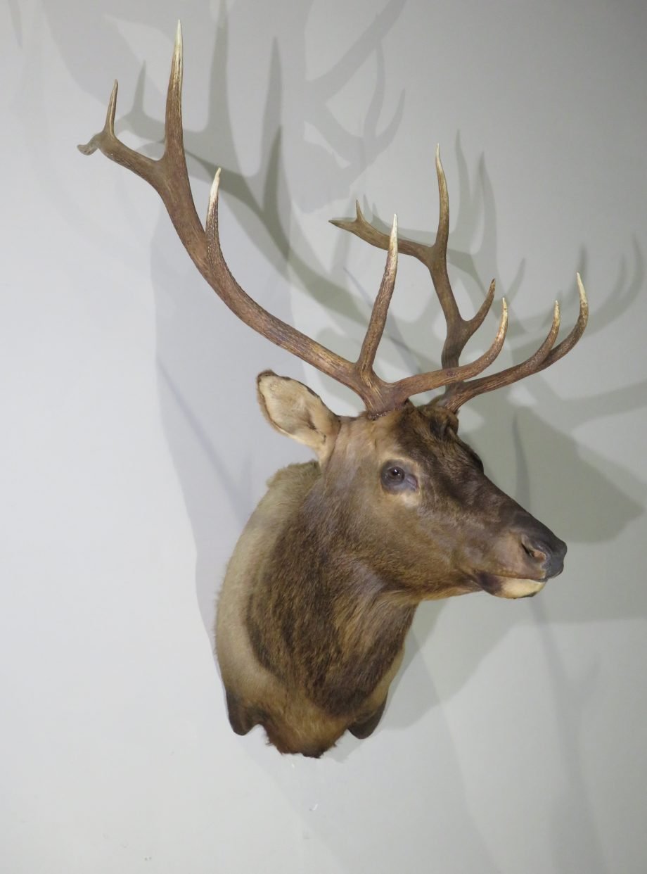 Rocky Mountain Bull Elk Shoulder Mount (Cervus canadensis) - Image 2