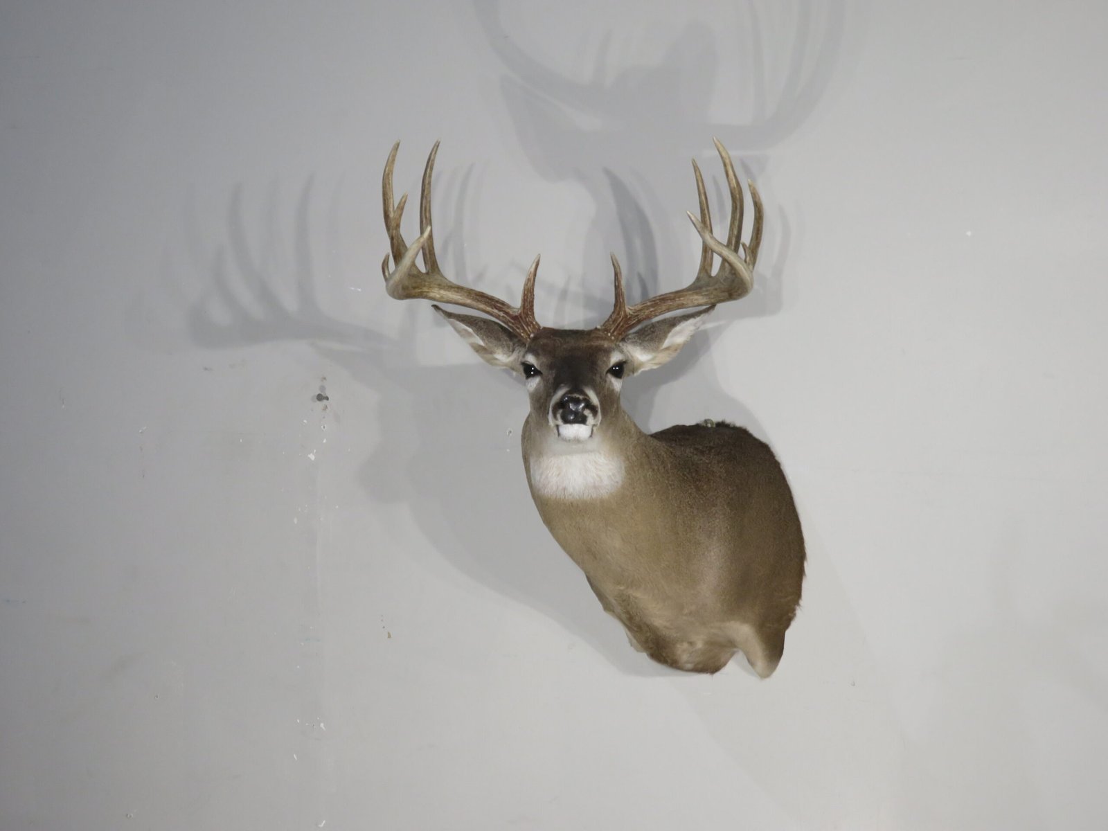 Whitetail Trophy Mount, 12-Point Drop Tine (Odocoileus virginianus) - Image 2