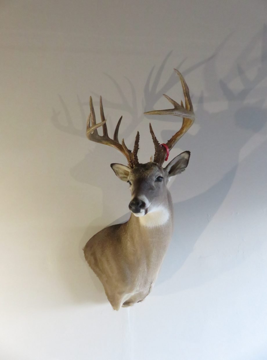 Whitetail Trophy Mount, 8x7 Rack (Odocoileus virginianus) - Image 2