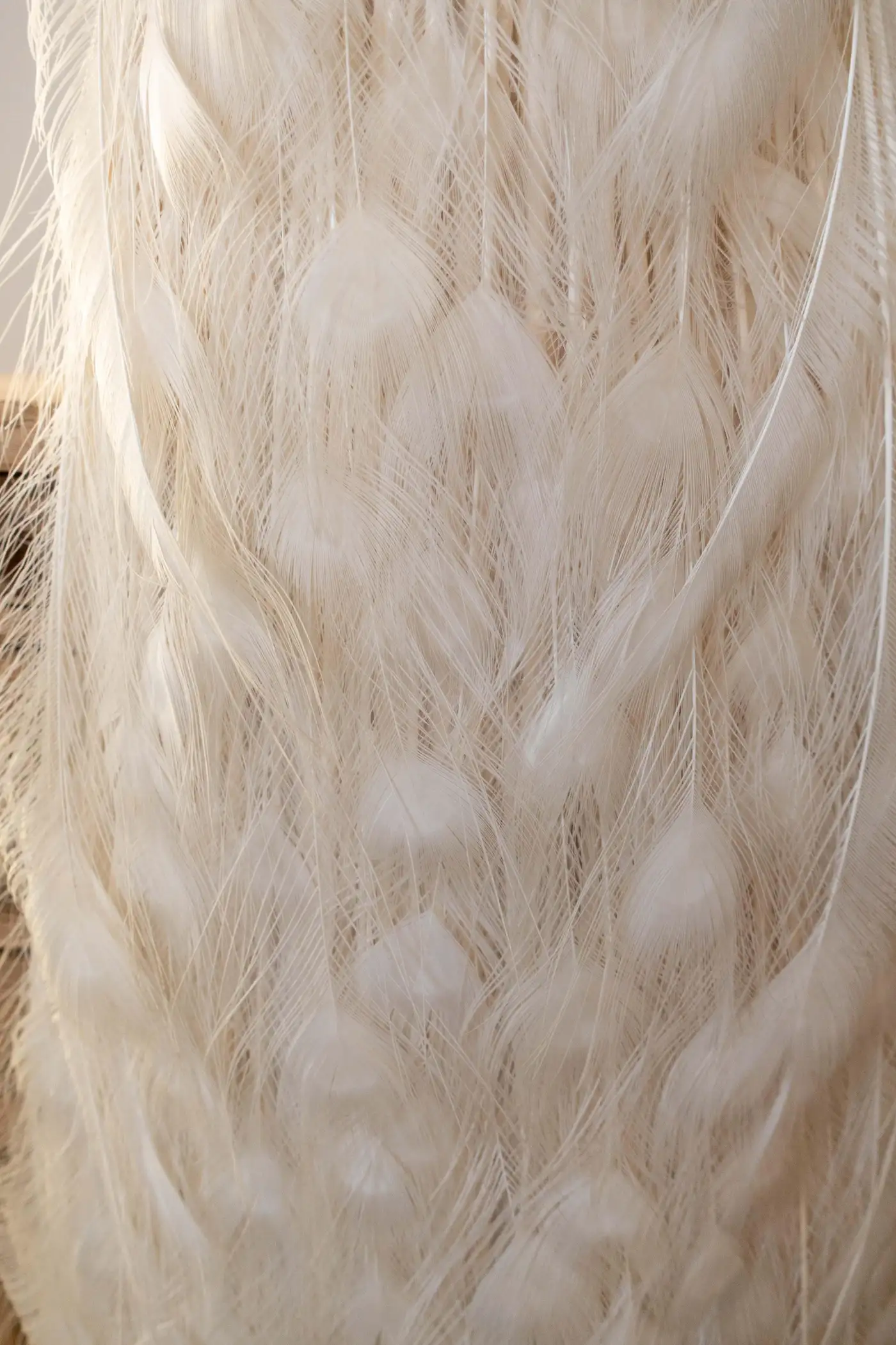 Albino (Leucistic) Peacock Display (Pavo cristatus, White) - Image 2