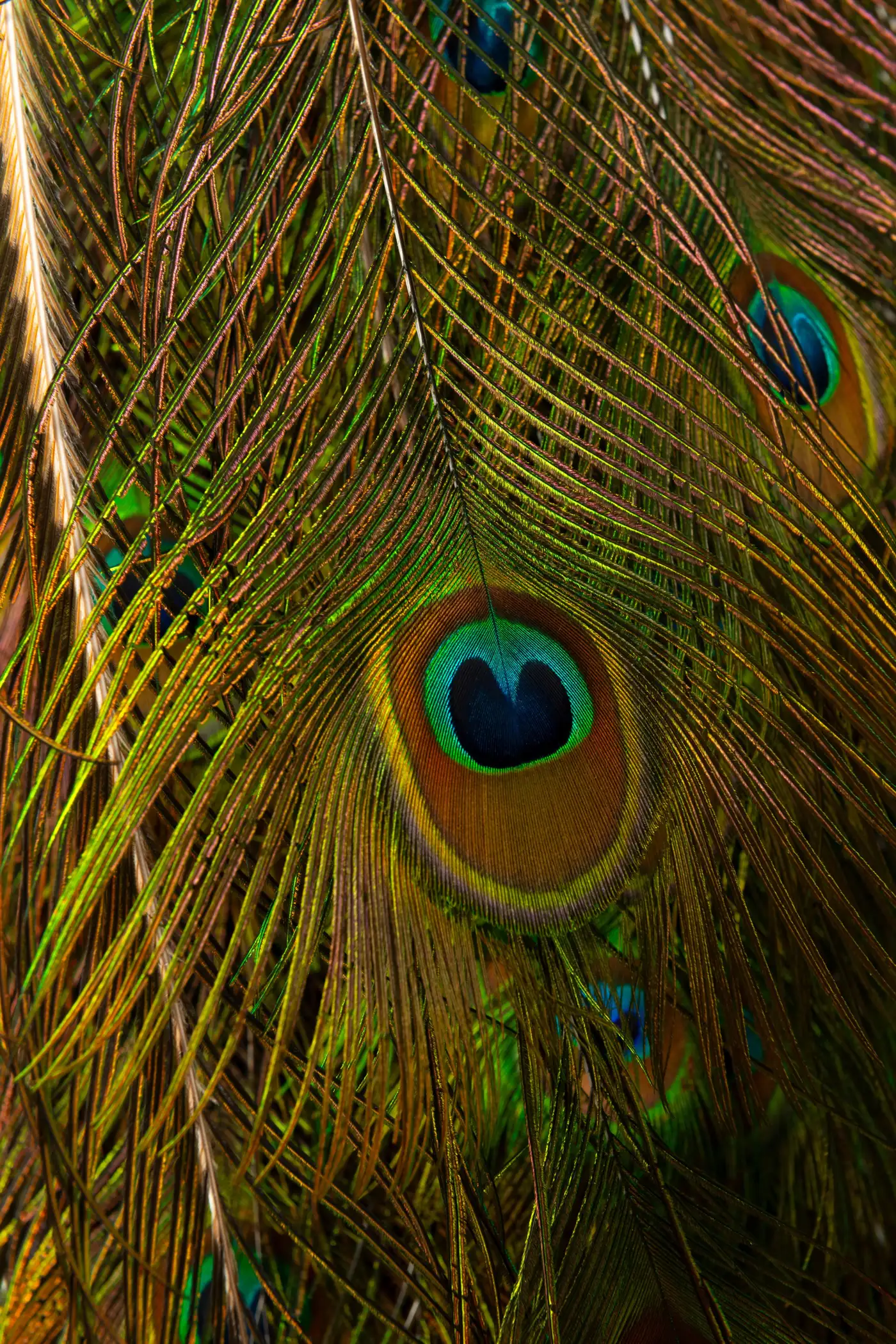 Victorian-Style Peacock on Timber Panel (Pavo cristatus) - Image 2