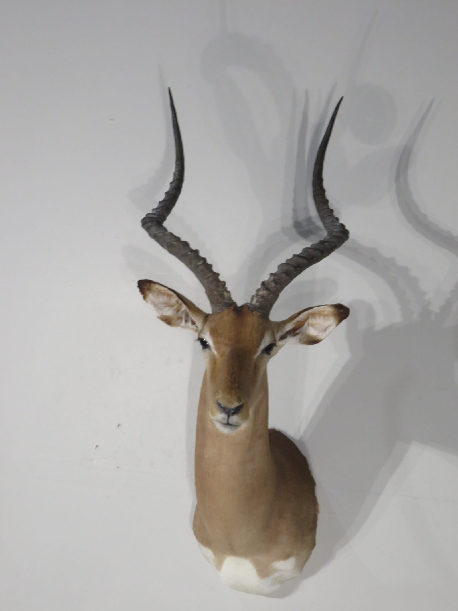 Impala Trophy Shoulder Mount, SCI Gross Score (Aepyceros melampus) - Image 2