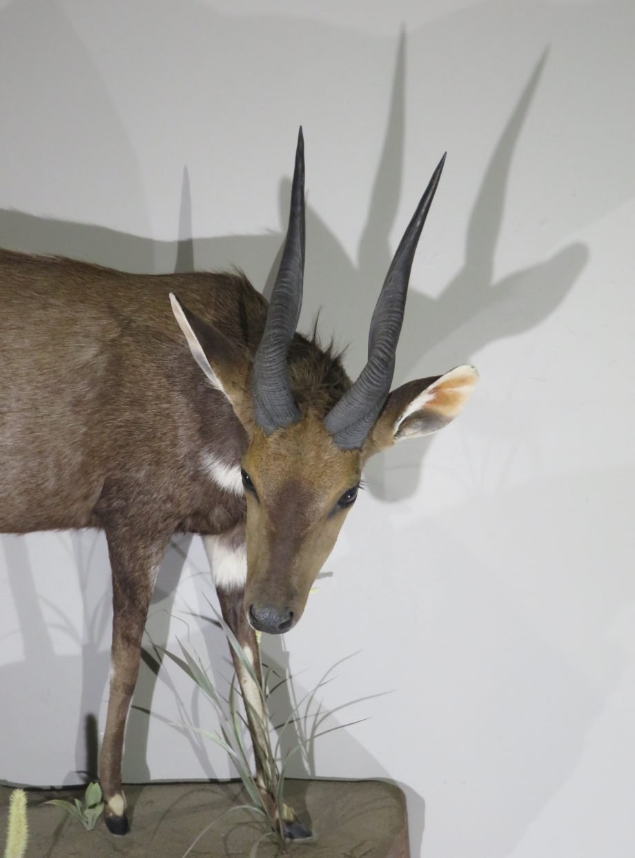 African Bushbuck Life-Size Mount (Tragelaphus scriptus) - Image 2