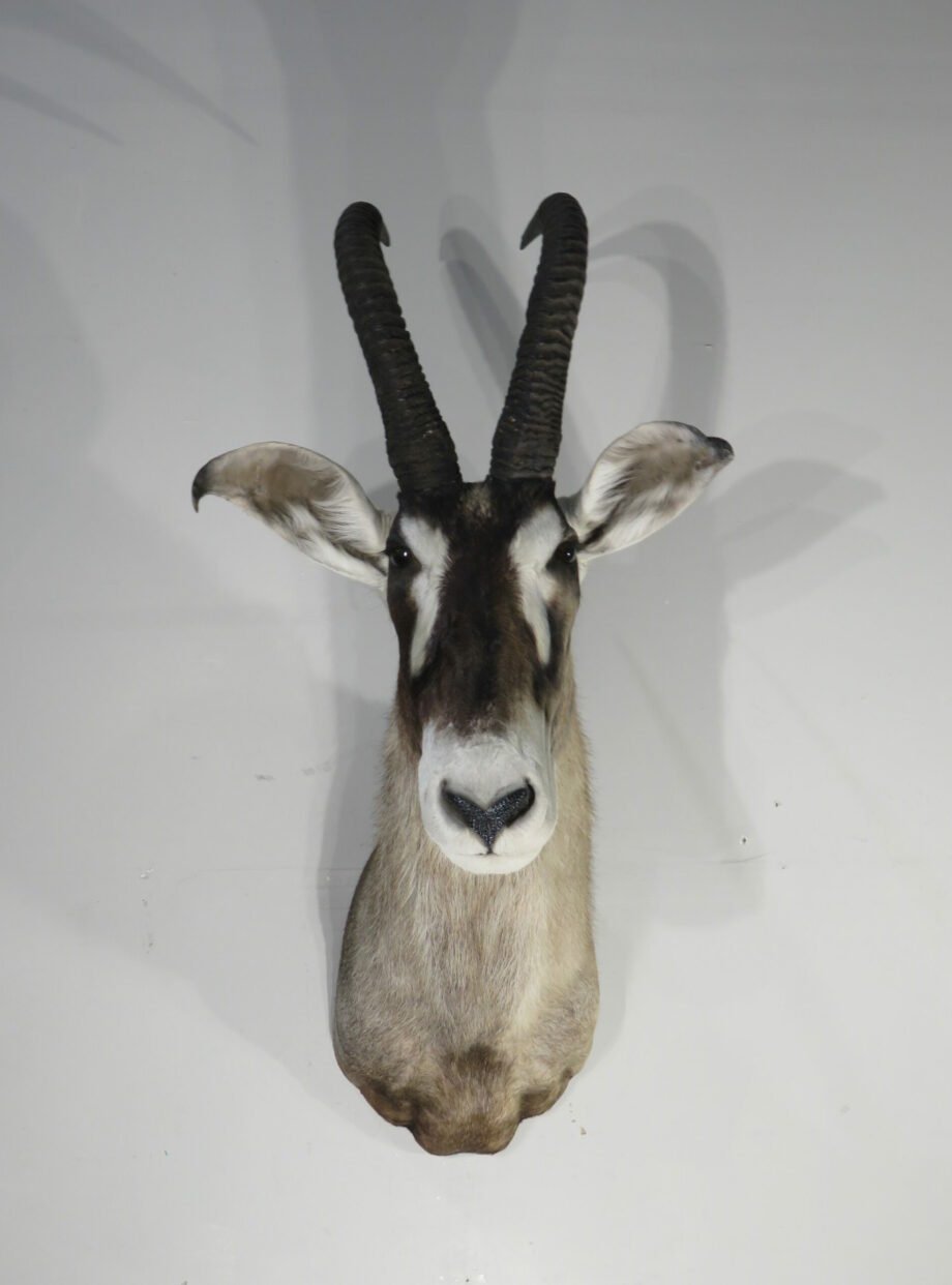 African Roan Antelope Trophy Mount (Hippotragus equinus) - Image 2