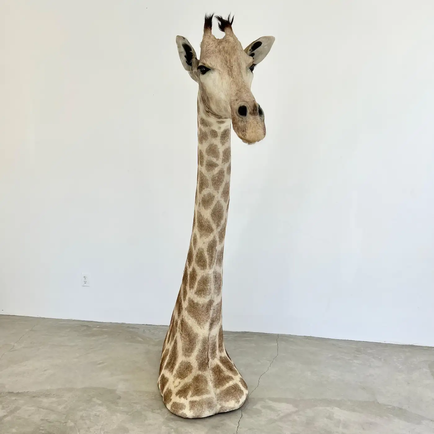 Vintage Giraffe Head and Neck Mount, 1970s (Giraffa camelopardalis) - Image 2