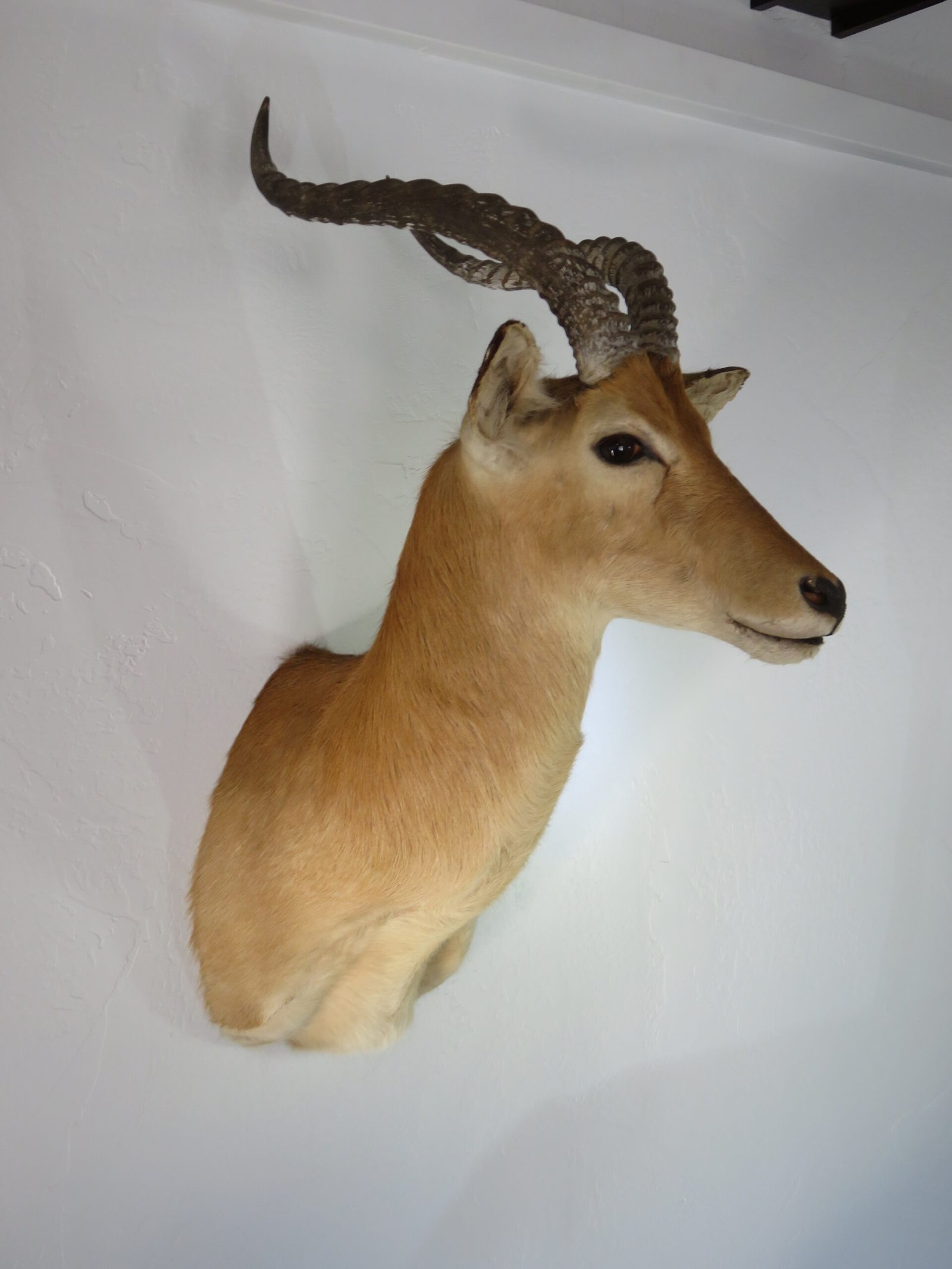 African Puku Taxidermy Mount (Kobus vardonii) - Image 2
