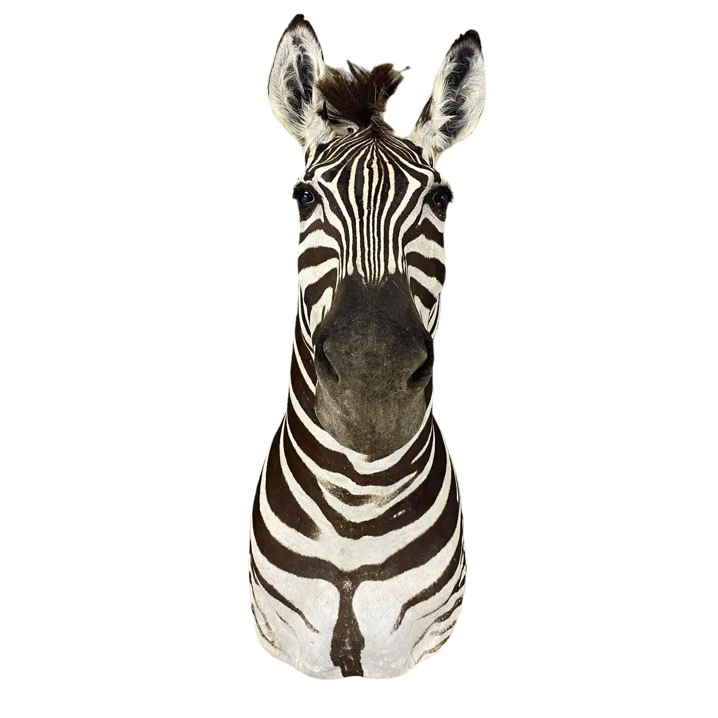 New Zebra Taxidermy Shoulder Mount Wall Display (Equus quagga) - Image 2