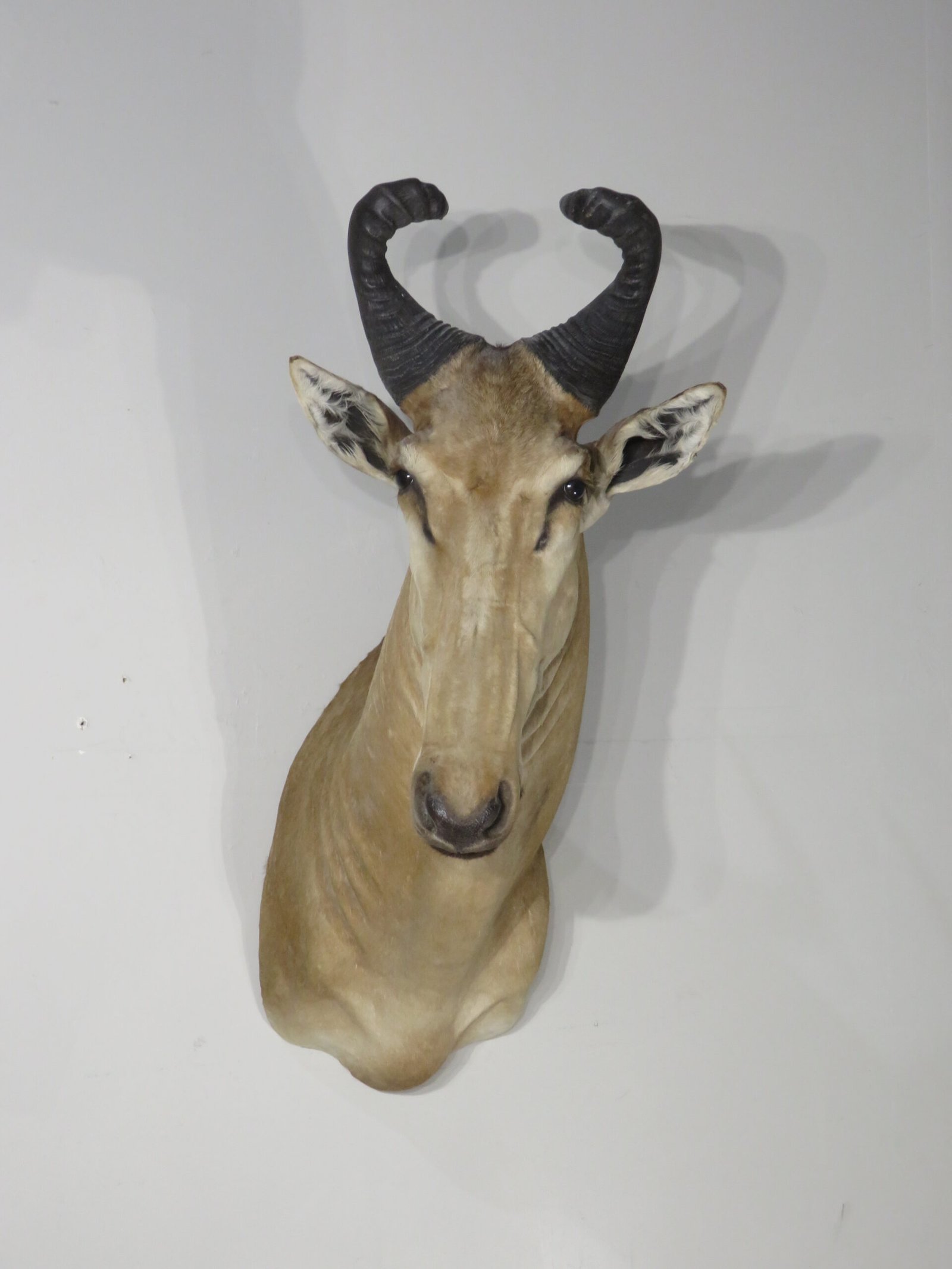 Lichtenstein's Hartebeest Shoulder Mount (Alcelaphus lichtensteinii) - Image 2