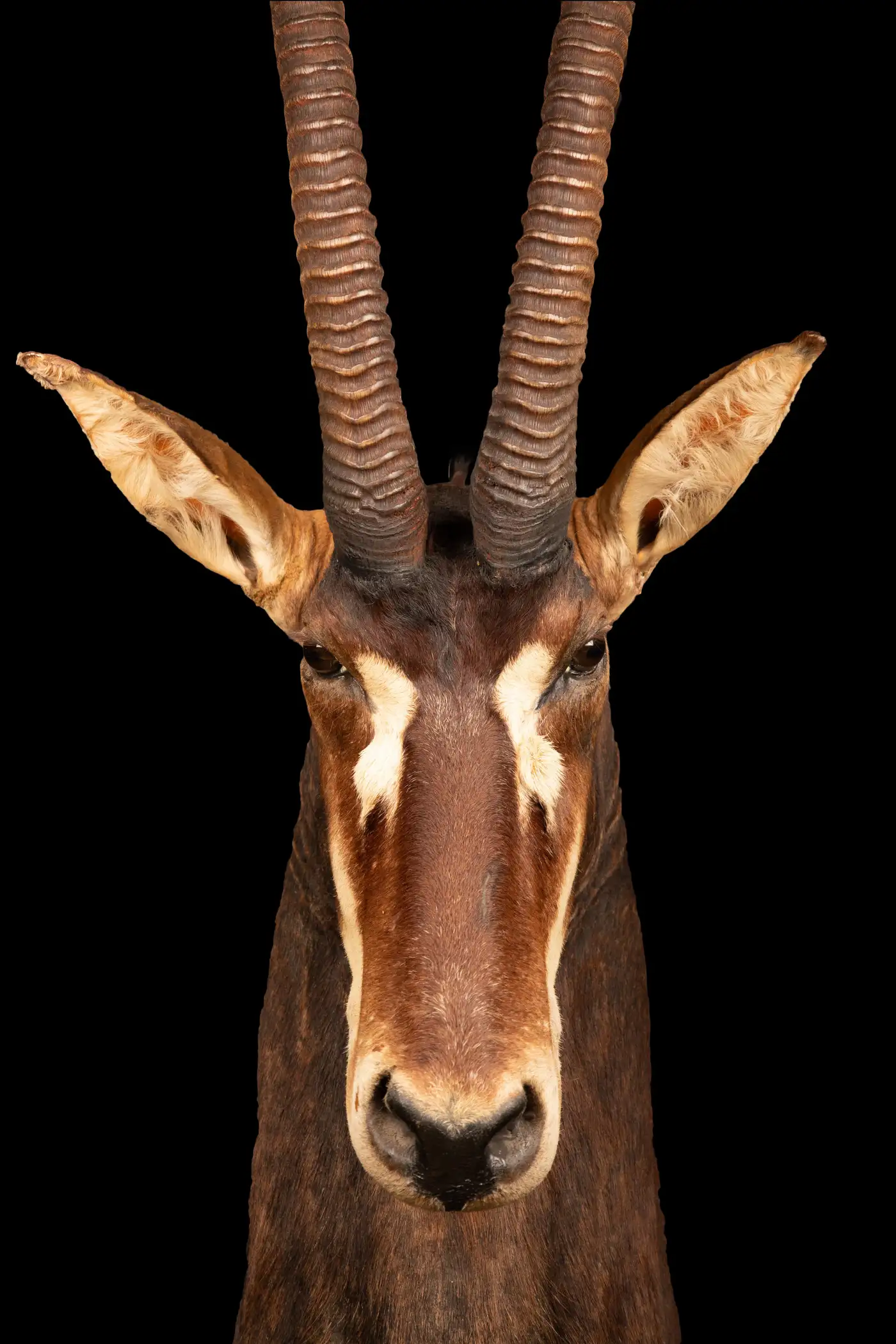 sable antelope taxidermy