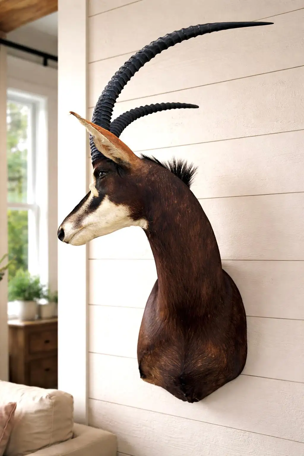 African Sable Antelope 5ft Safari Shoulder Mount (Hippotragus niger) - Image 2