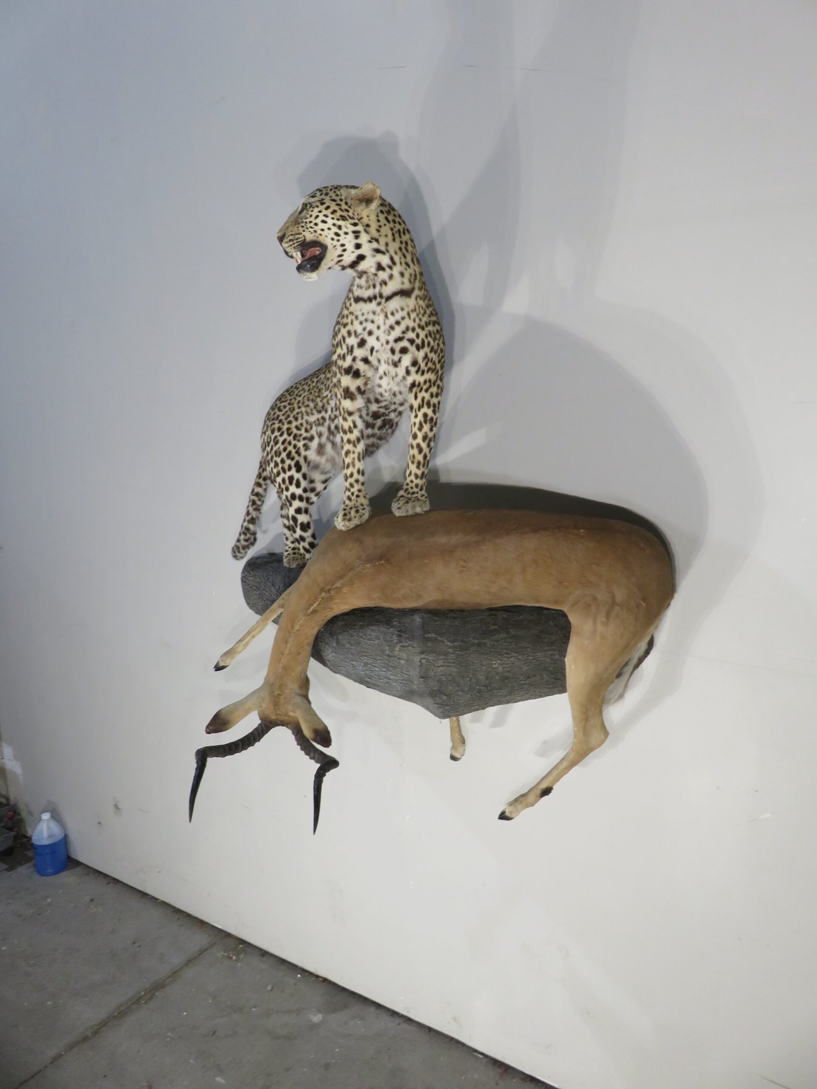 Leopard and Impala Trophy Mount (Panthera pardus & Aepyceros melampus) - Image 2
