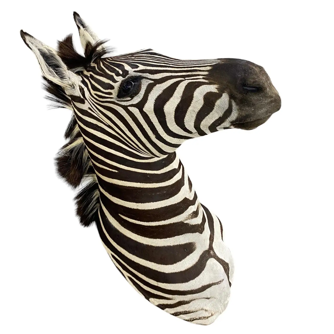 New Zebra Taxidermy Shoulder Mount Wall Display (Equus quagga) - Image 3
