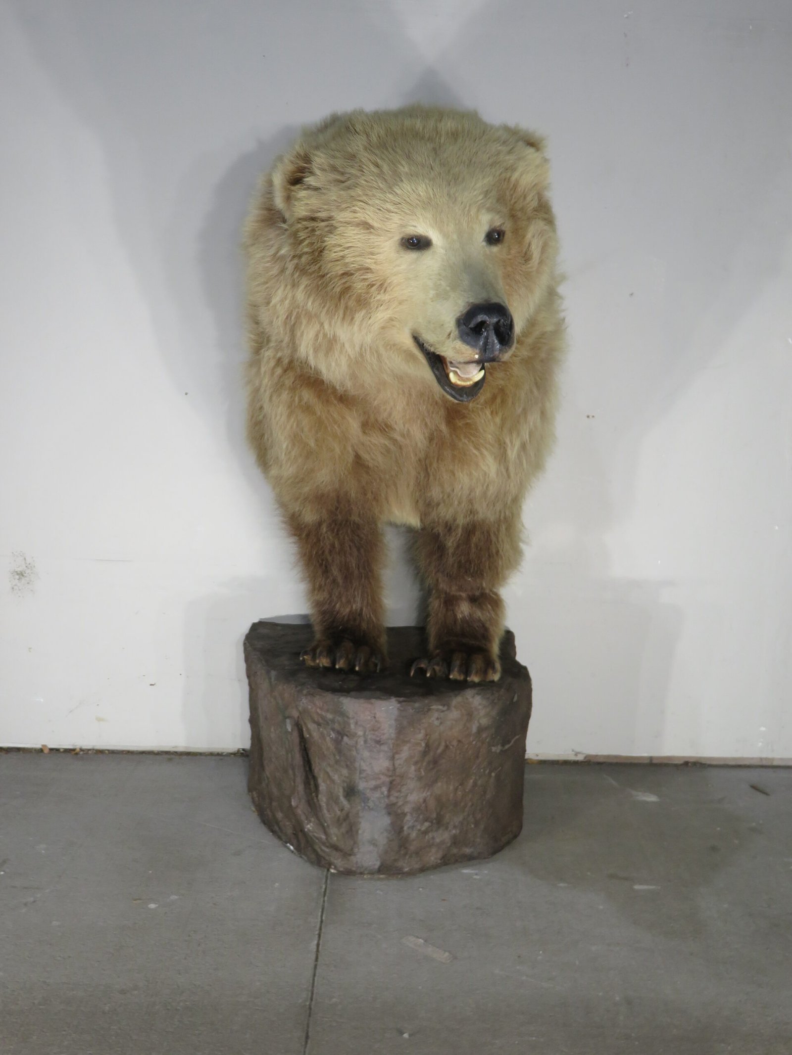 Kodiak Brown Bear Taxidermy Mount (Ursus arctos middendorffi) - Image 3