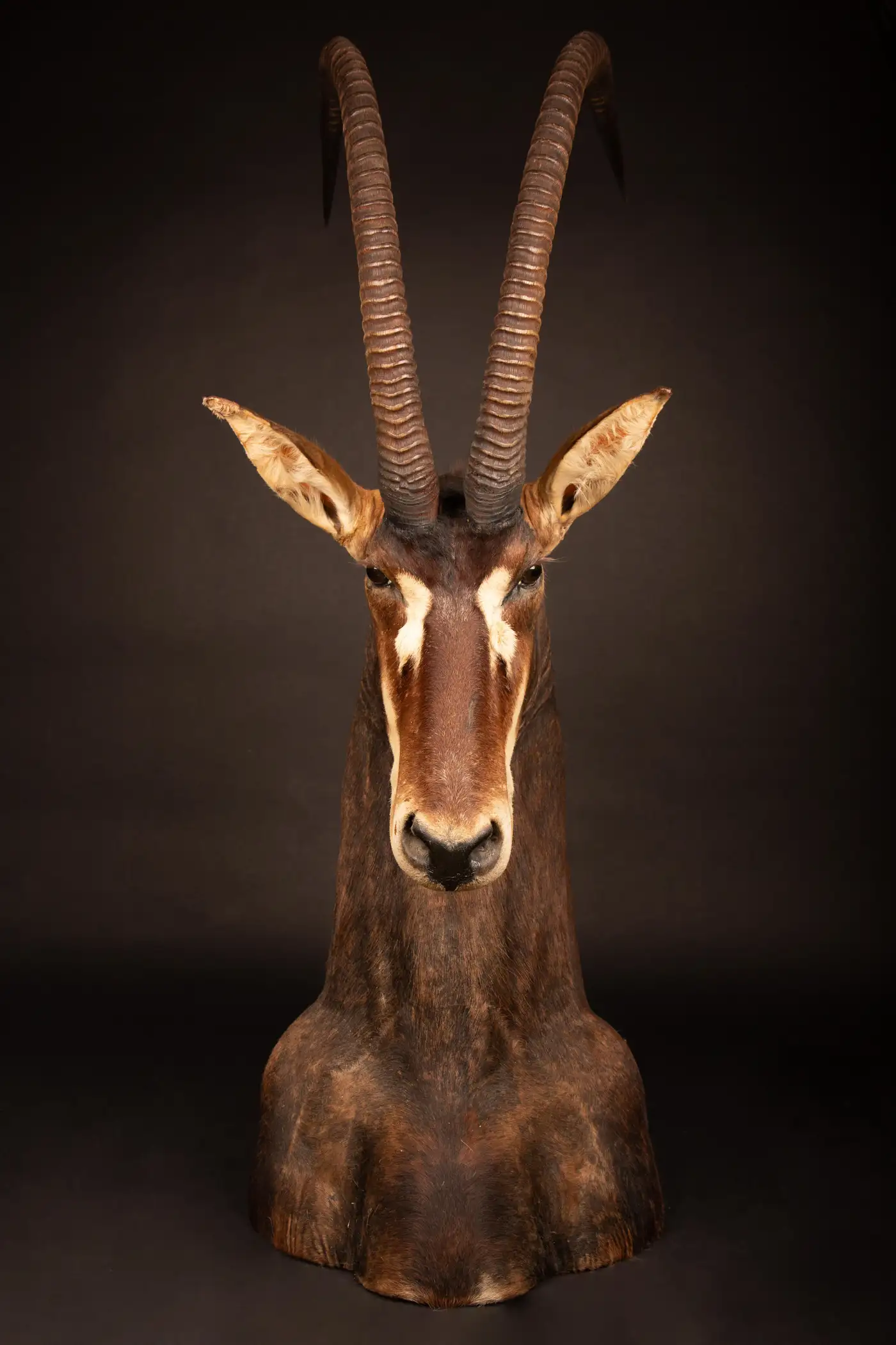 sable antelope taxidermy