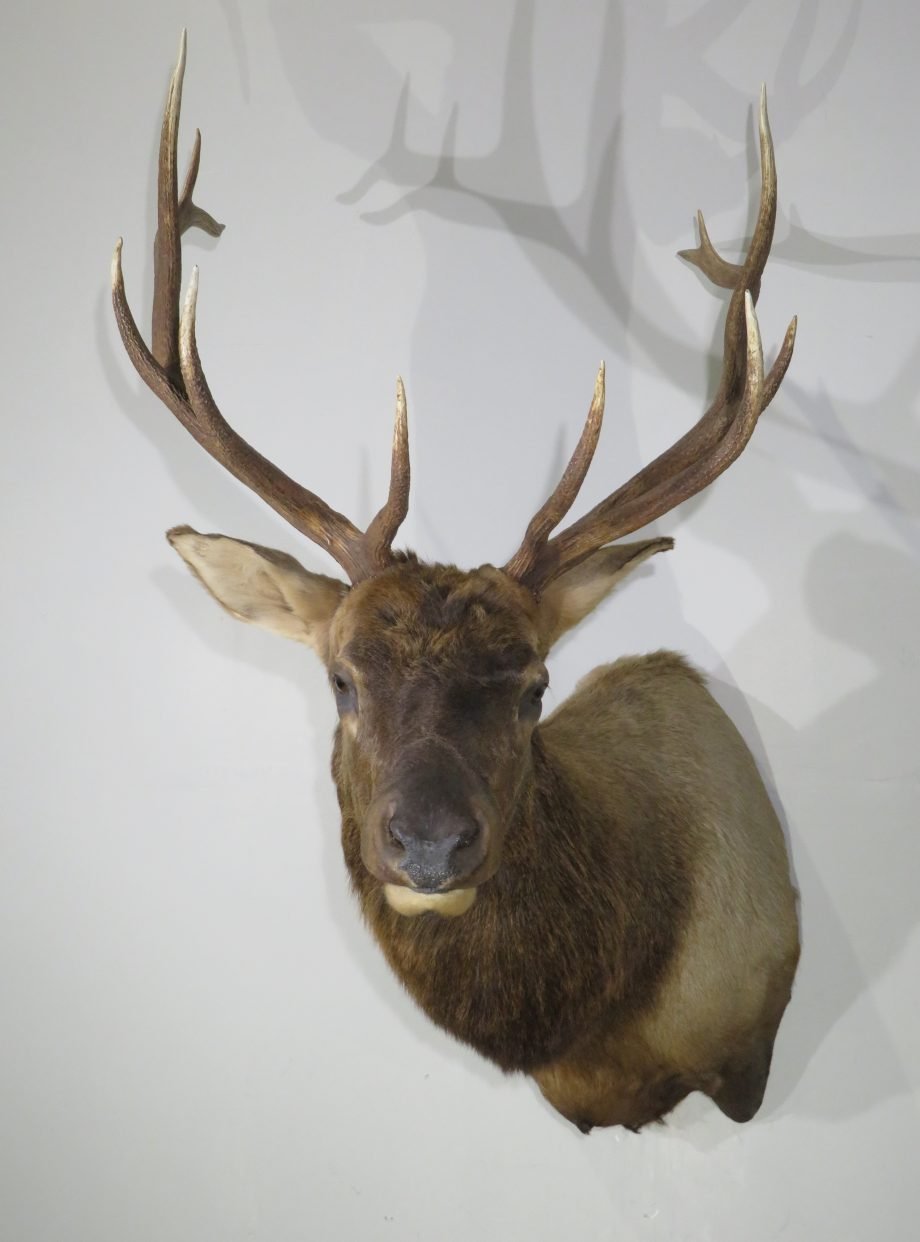 Rocky Mountain Bull Elk Shoulder Mount (Cervus canadensis) - Image 3