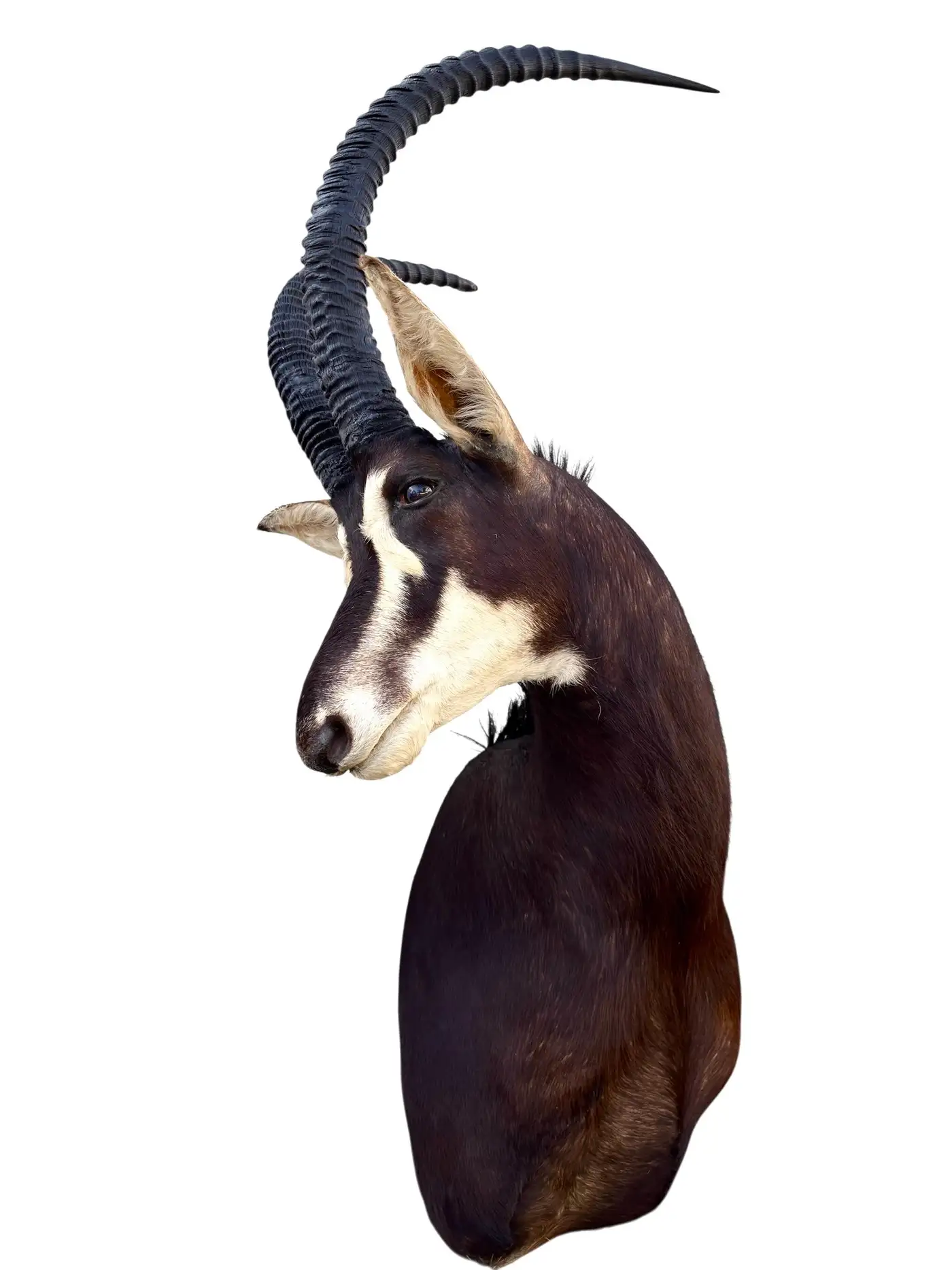 African Sable Antelope 5ft Safari Shoulder Mount (Hippotragus niger) - Image 3