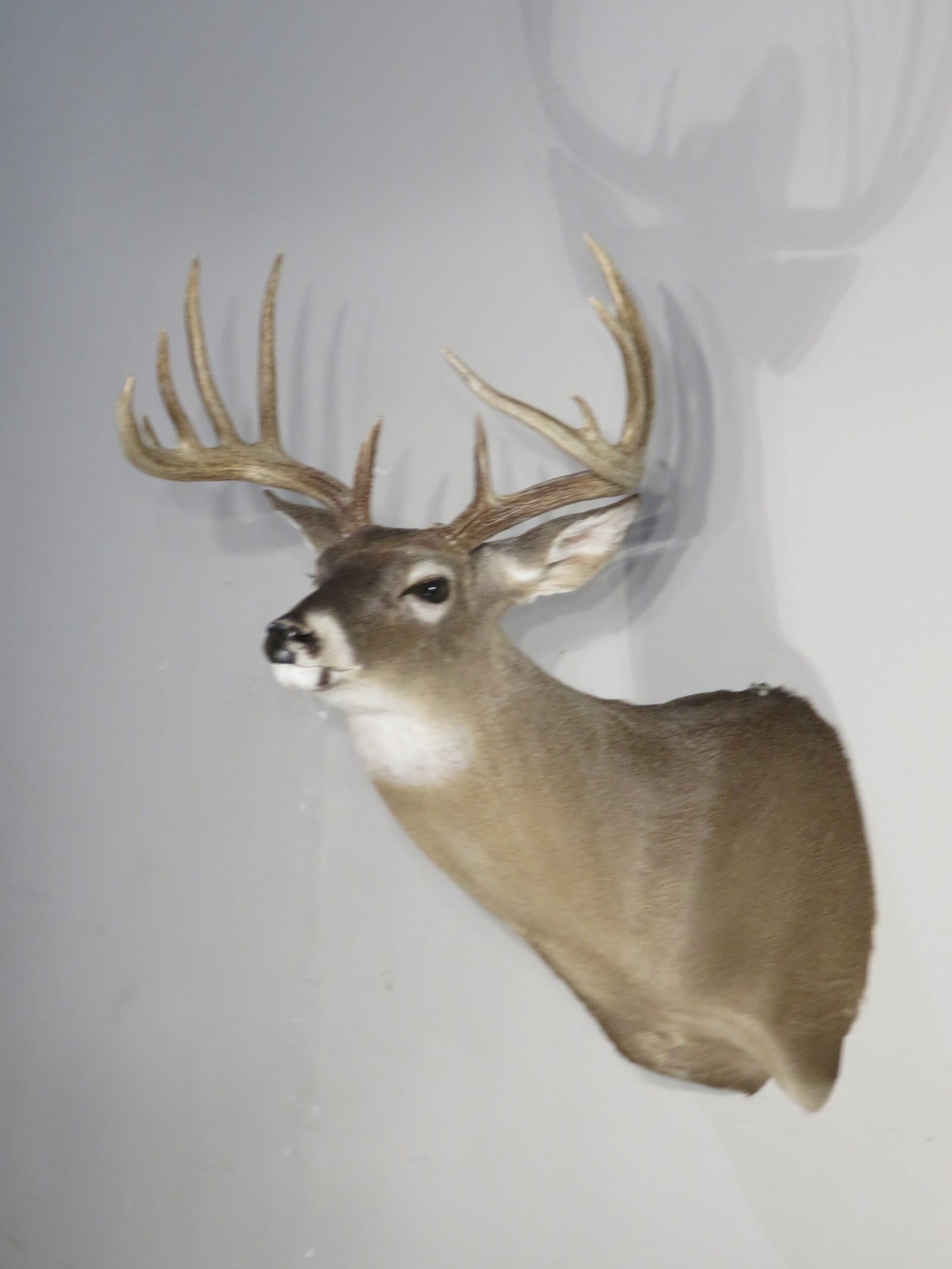 Whitetail Trophy Mount, 12-Point Drop Tine (Odocoileus virginianus) - Image 3
