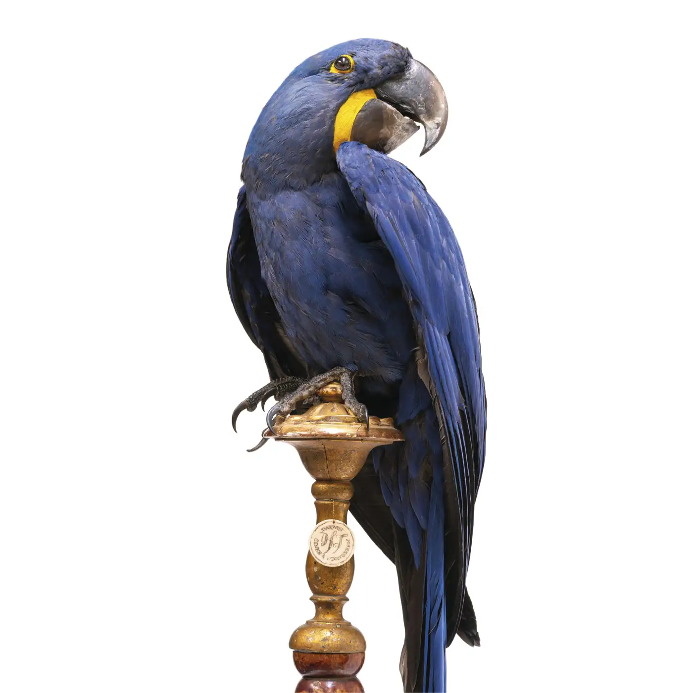 Fine Taxidermy Hyacinth Macaw (Anodorhynchus hyacinthinus) by Sinke & Van Tongeren - Image 3
