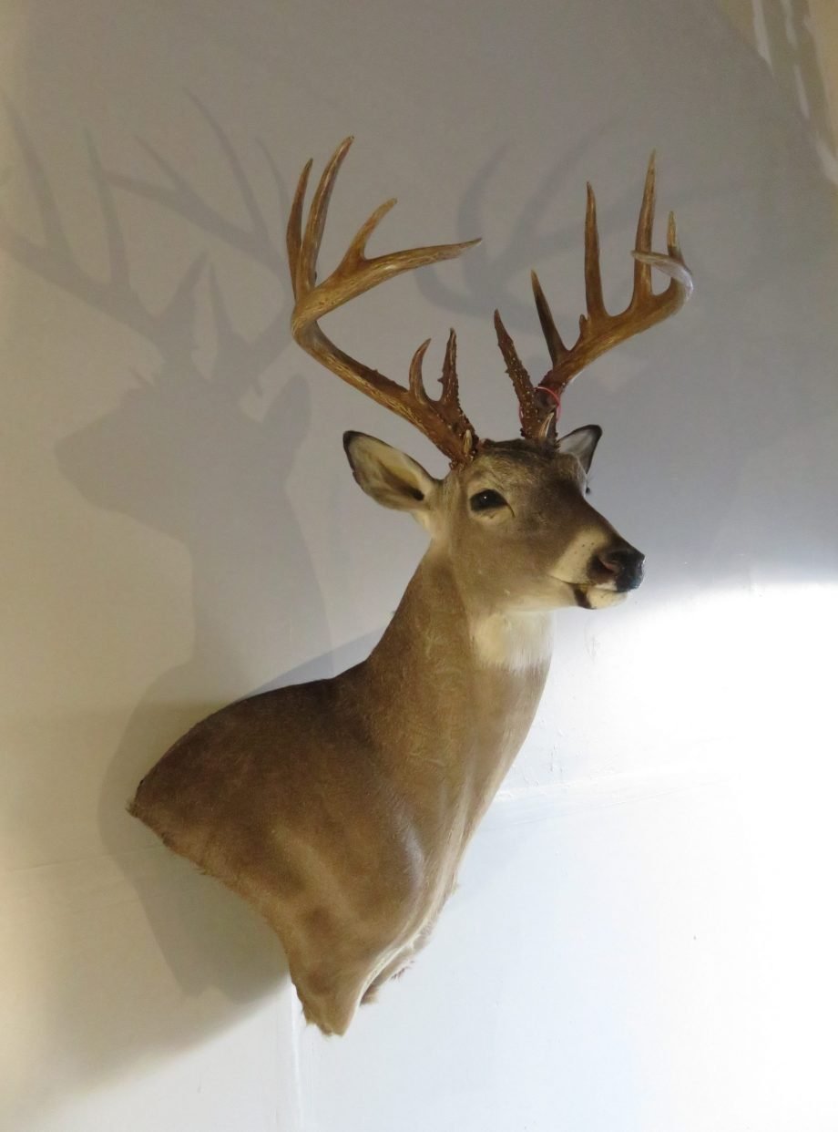 Whitetail Trophy Mount, 8x7 Rack (Odocoileus virginianus) - Image 3