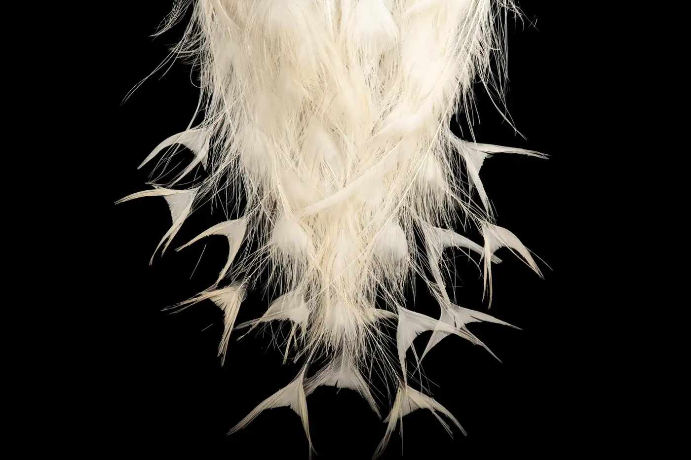 Albino (Leucistic) Peacock Display (Pavo cristatus, White) - Image 3