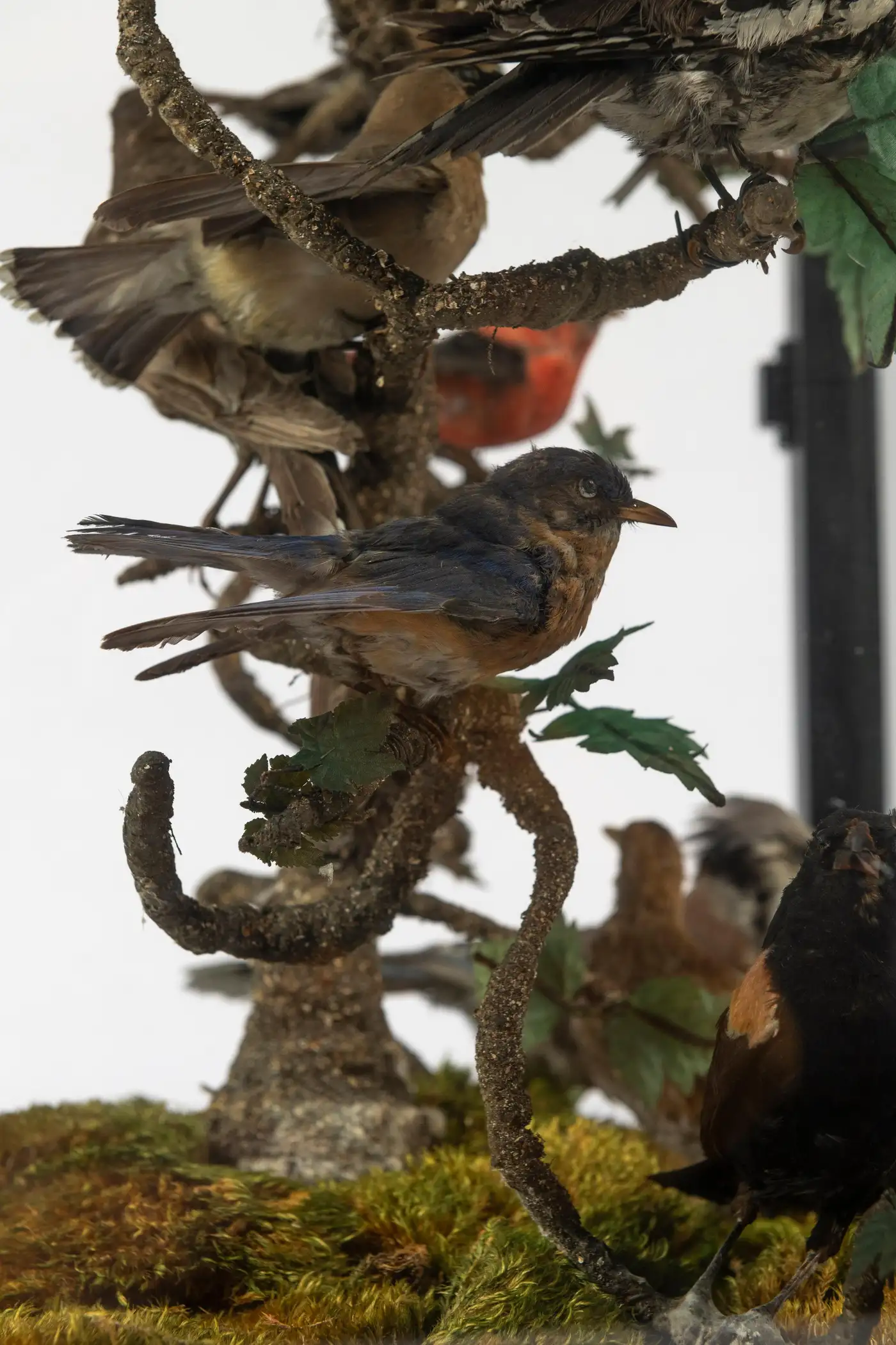 Victorian Glass Showcase with 16 Antique Birds - Image 2