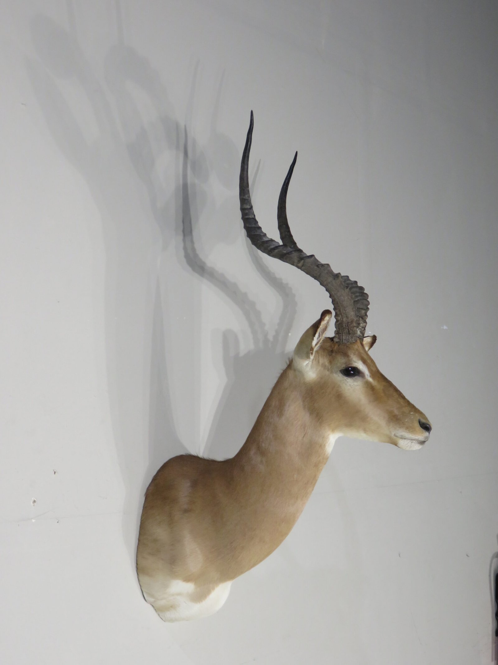 Impala Trophy Shoulder Mount, SCI Gross Score (Aepyceros melampus) - Image 3