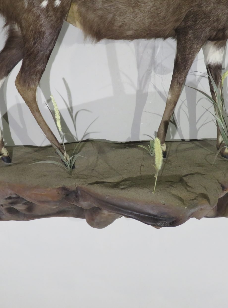 African Bushbuck Life-Size Mount (Tragelaphus scriptus) - Image 3
