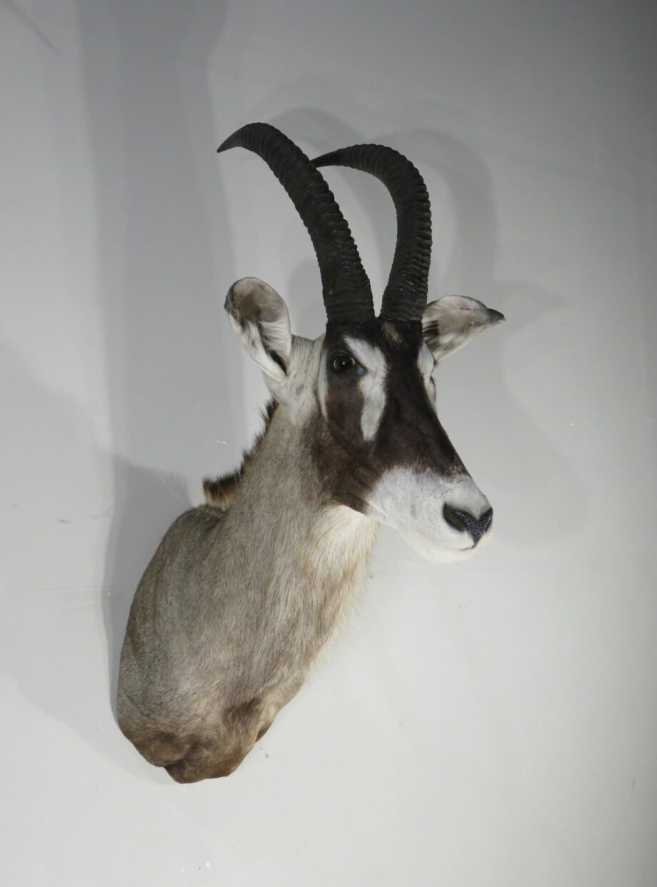 African Roan Antelope Trophy Mount (Hippotragus equinus) - Image 3