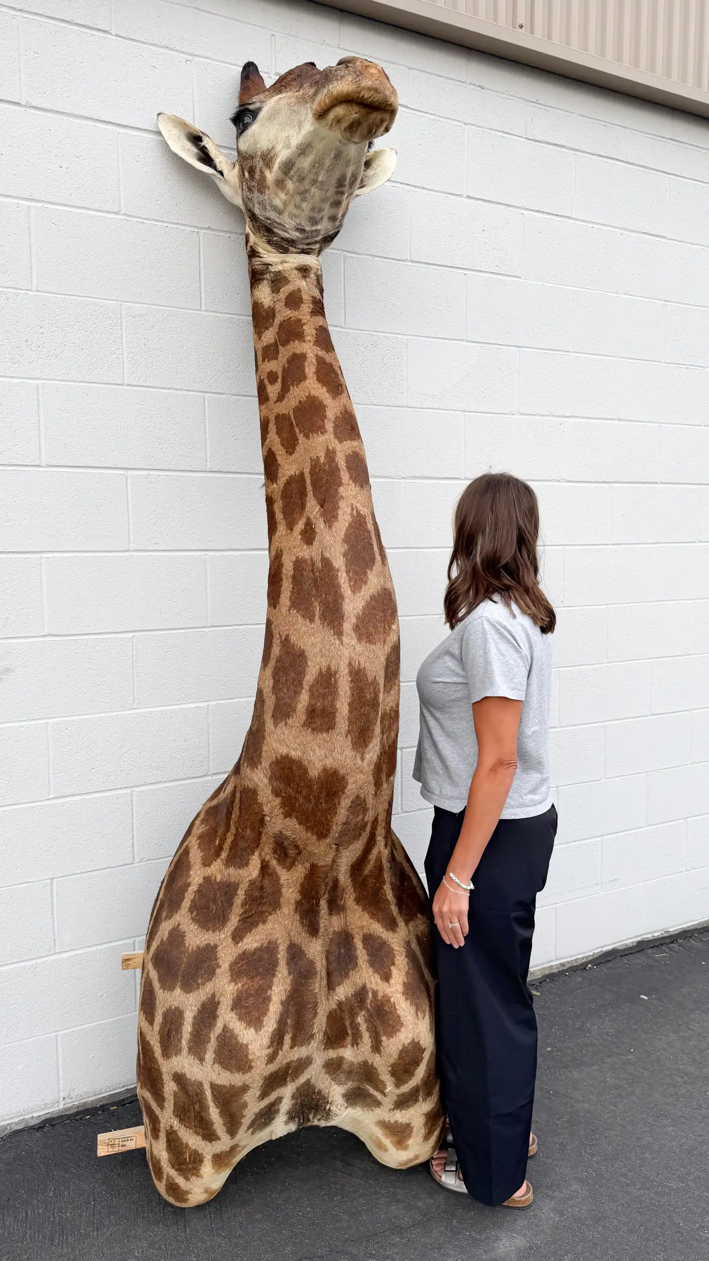 African Giraffe Shoulder Mount on Custom Wooden Base (Giraffa camelopardalis) - Image 2