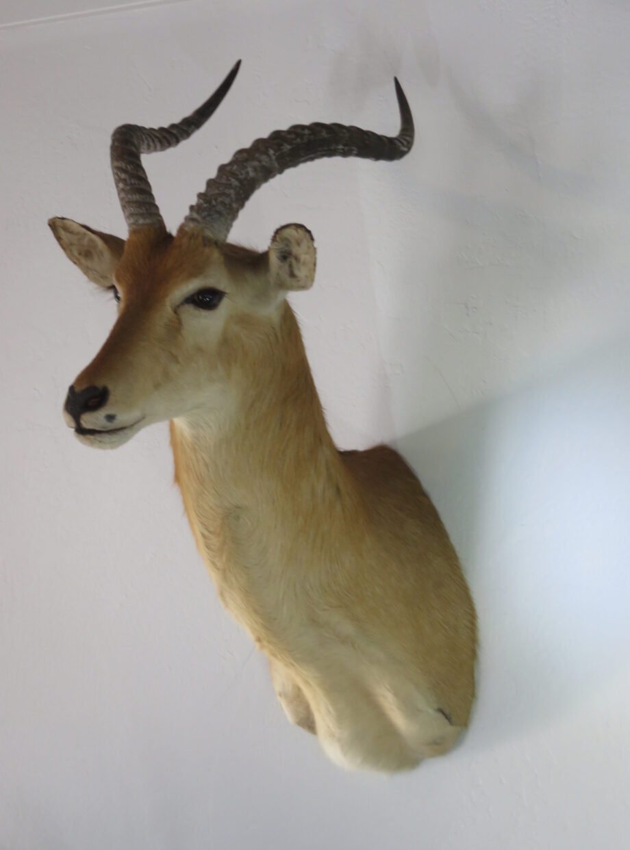 African Puku Taxidermy Mount (Kobus vardonii) - Image 3