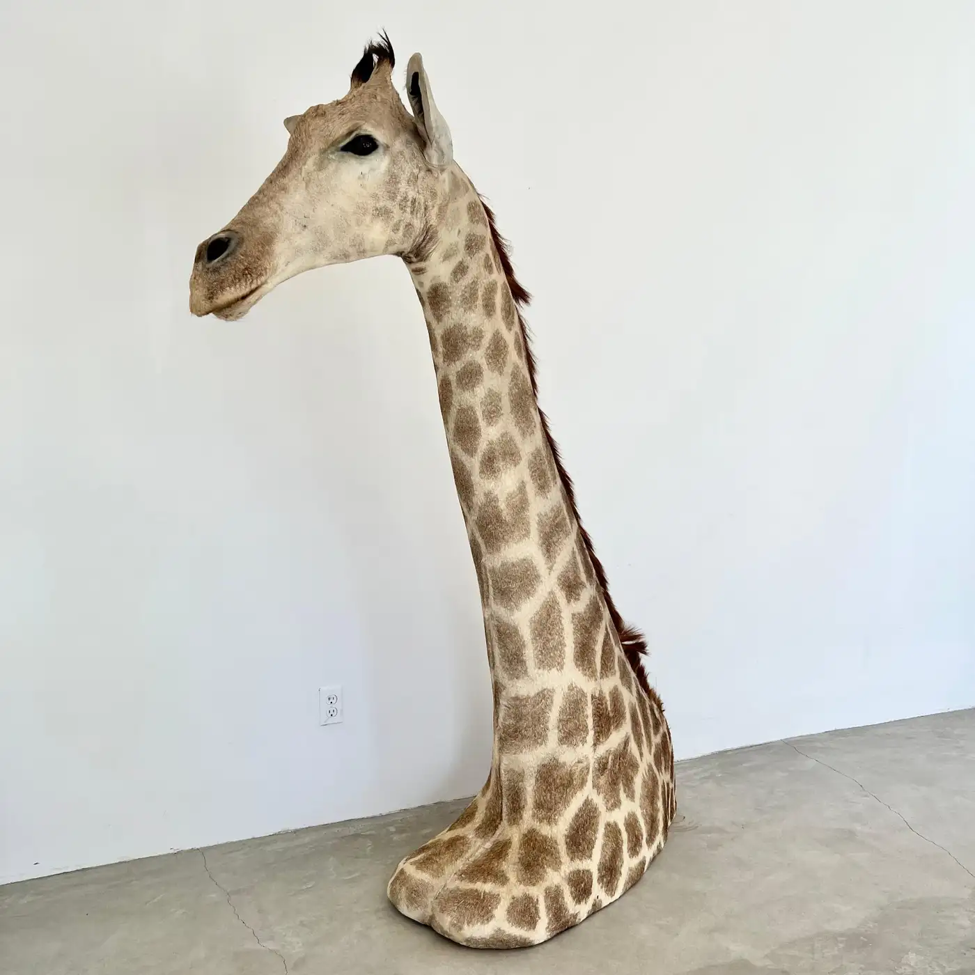 Vintage Giraffe Head and Neck Mount, 1970s (Giraffa camelopardalis) - Image 3