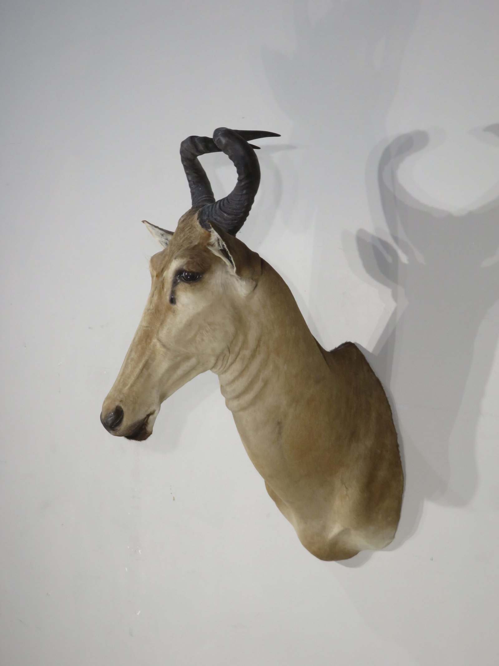 Lichtenstein's Hartebeest Shoulder Mount (Alcelaphus lichtensteinii) - Image 3