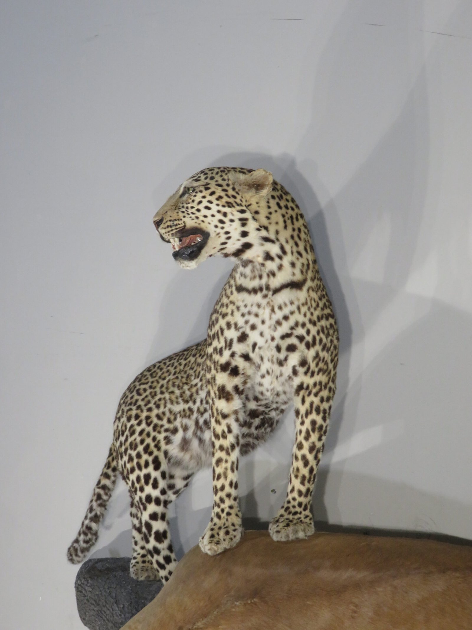Leopard and Impala Trophy Mount (Panthera pardus & Aepyceros melampus) - Image 3