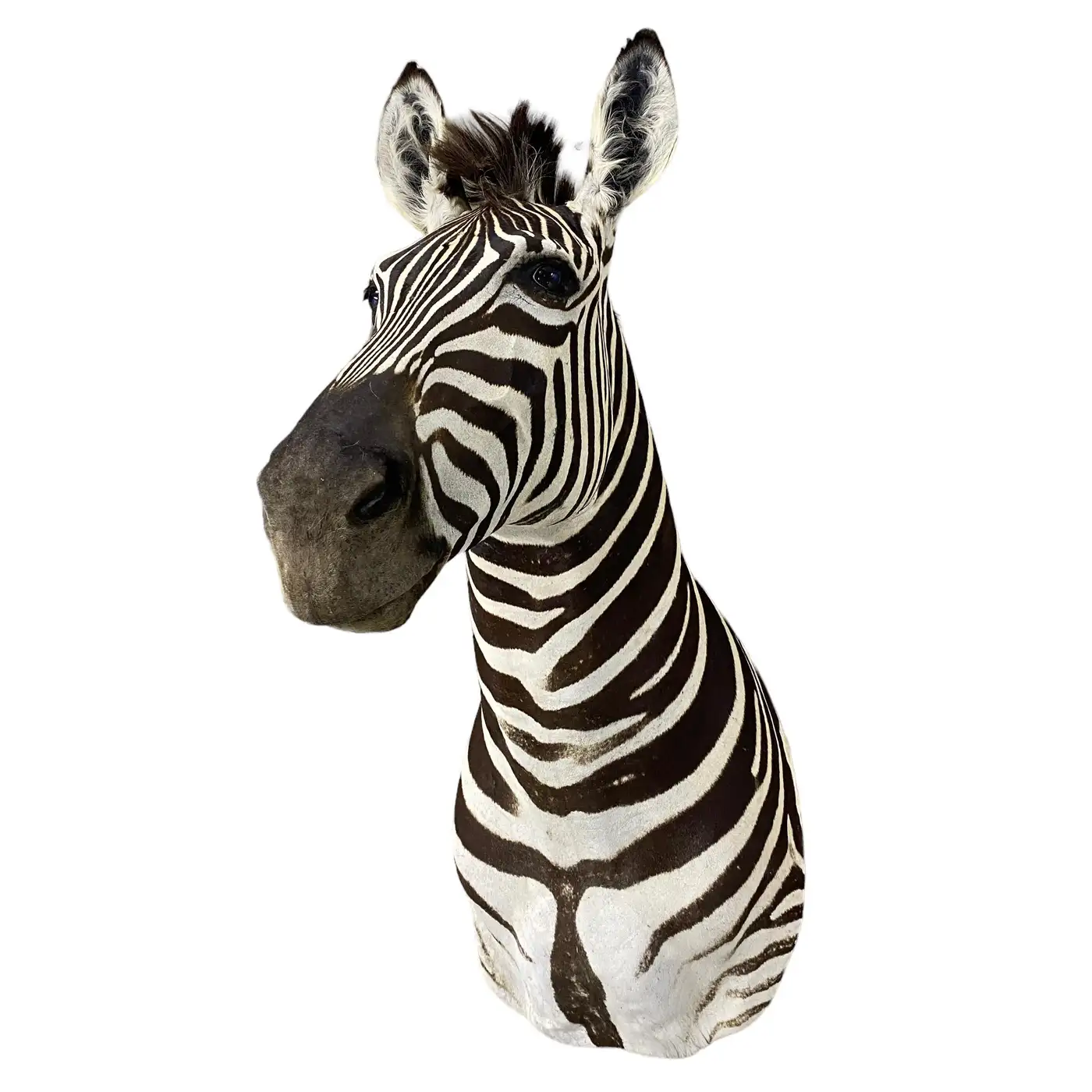 New Zebra Taxidermy Shoulder Mount Wall Display (Equus quagga) - Image 4